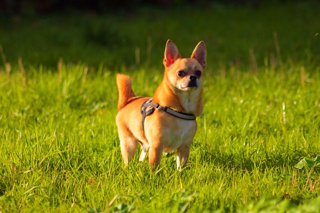 Quelques conseils pour jouer avec votre chien en été