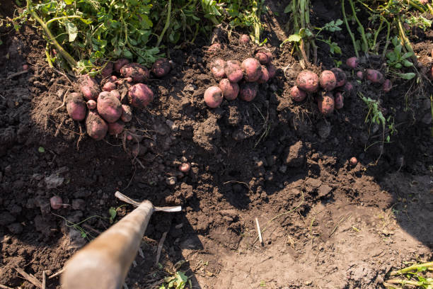 Quel engrais naturel pour les pommes de terre ?