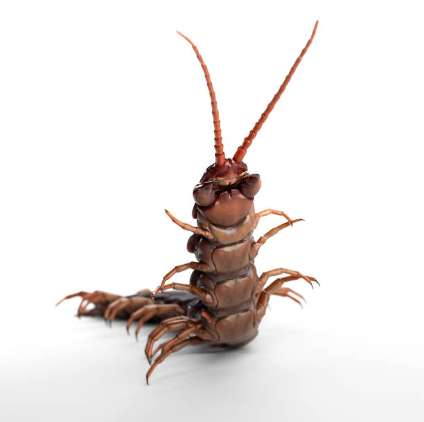 Comment peut-on combattre les insectes nuisibles dans son milieu ?