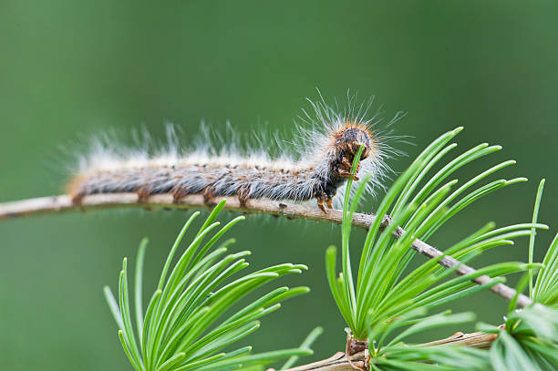 Chenille processionnaire : pourquoi faut-il éviter sa propagation ?