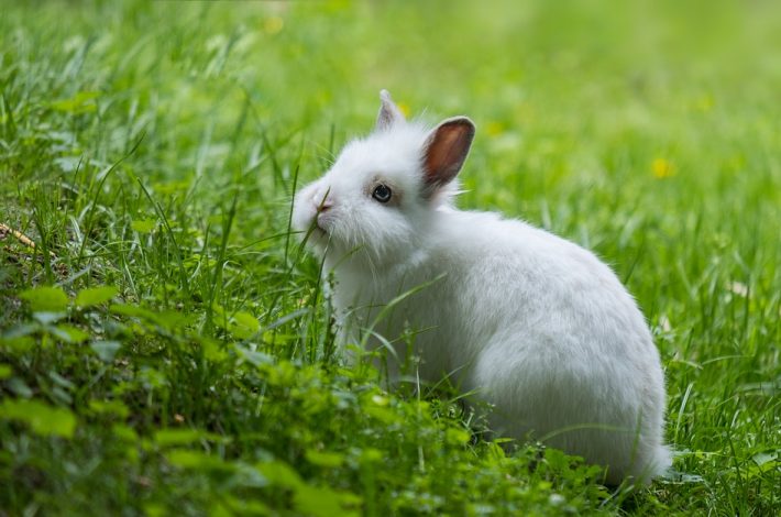 Quelles recommandations avoir avec le lapin nain quand on a des enfants ?