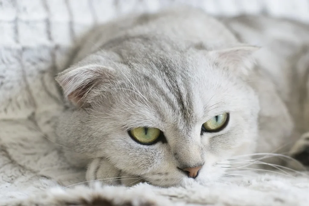 Les bienfaits des animaux dans la vie de quartier à Lyon